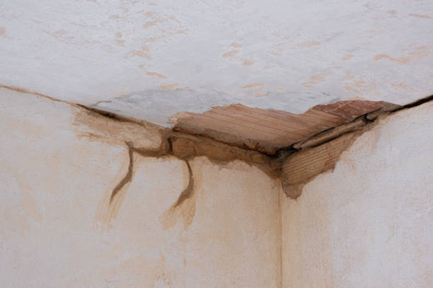 Best Local water damage restoration  in Gorevle, IL